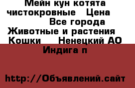 Мейн-кун котята чистокровные › Цена ­ 25 000 - Все города Животные и растения » Кошки   . Ненецкий АО,Индига п.